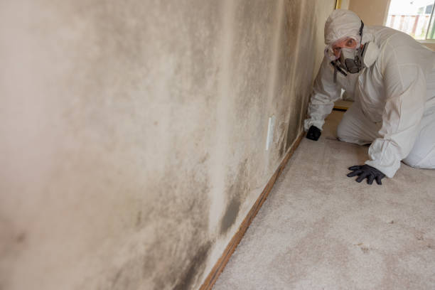 Best Dehumidification Services  in Marfa, TX